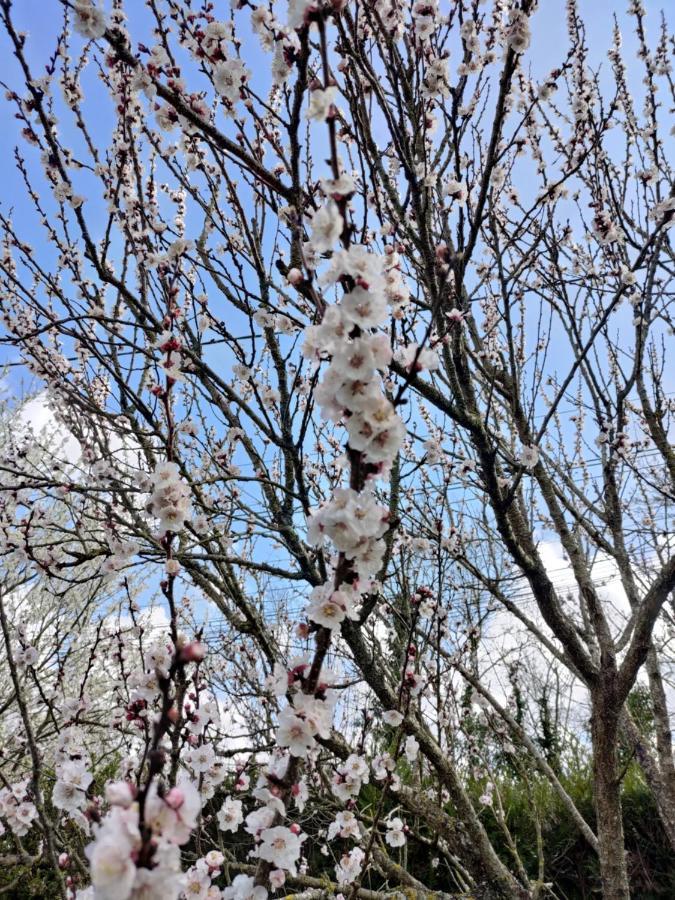 Au Clos Des Figues Otel Chambon  Dış mekan fotoğraf